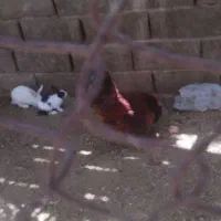 خرگوش خانگی بزرگ وکوچک