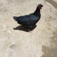 مرغ تخم گذار  جوان