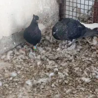 فروش کبوتر