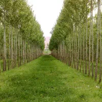 فروش نهال صنوبر نیگرا