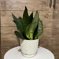 گل های زینتی اپارتمانی|گل و گیاه طبیعی|لاهیجان, شهرک جانبازان|دیوار