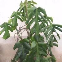 برگ انجیری و سیکاس|گل و گیاه طبیعی|رشت, حافظ آباد|دیوار