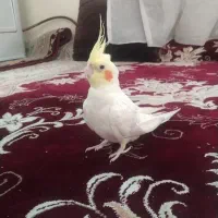 عروس هلندی خوب