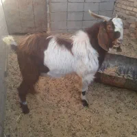 تکه پاکستانی