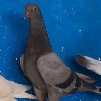 ۲عددجوجه پاکستانی فروشی