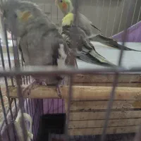 عروس هلندی فروشی