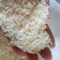 برنج طارم اعلای فریدونکنار -بوجاری شده برداشت تازه