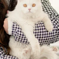 گربه|گربه|شاهرود, |دیوار