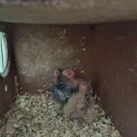 عروس هلندی مولد به همراه سه جوجه|پرنده|تهران, سبلان (لشگر)|دیوار