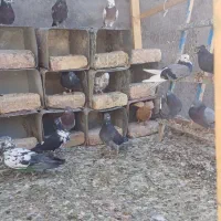 کبوتر بصورت یکجا با گندم ماوضه میکنم|پرنده|قم, آزادگان|دیوار