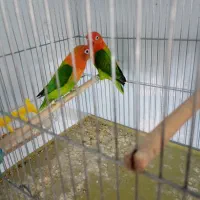 جفت کوتوله زیبا کمیاب|پرنده|فسا, |دیوار