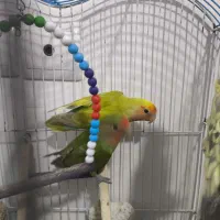 کوتوله برزیلی ، عروس هلندی