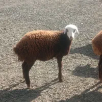 بره ماده خوشگل و نازار عروسک عتیقه