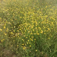 بابونک بیمادرن خاک شیر شاه تره کلپر کاسنی|خوردنی و آشامیدنی|خرمدره, |دیوار