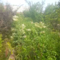 یاس هلندی و برگ بو