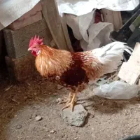 خروس|حیوانات مزرعه|ماکو, |دیوار