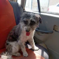 سگ پاکوتاه فرفری