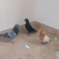 پرنده|پرنده|بروجرد, |دیوار