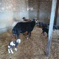 یک راس قوچ|حیوانات مزرعه|طرهان, |دیوار