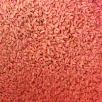 گندم بذری بوجار  پیشگام|عمده‌فروشی|گلبهار, بیزکی|دیوار