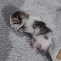 گربه نازو ملوس