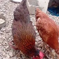 مرغ ونیمچه محلی به صورت یکجا|حیوانات مزرعه|گنبد کاووس, |دیوار