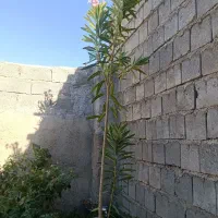 گل ژاله طبیعی