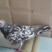 کوهی دورگ|پرنده|اهواز, کوی علوی|دیوار