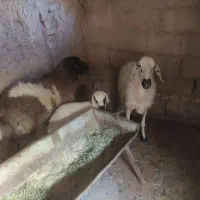 میش و بره نر