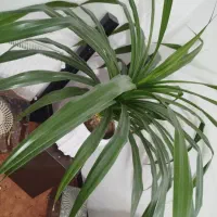 گل پاندانوس|گل و گیاه طبیعی|فولادشهر, مسکن مهر فولادشهر|دیوار