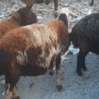 میش بره دار و آبستن|حیوانات مزرعه|جوادآباد, |دیوار