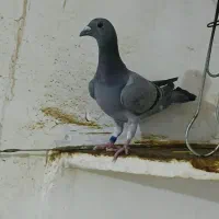 پلاکی خون خالص با جوجه
