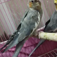 عروس هلندی|پرنده|دلیجان, |دیوار