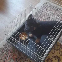 توله ژرمن شپرد اصیل شولاین  نر