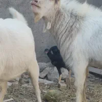 نر بز سانن|حیوانات مزرعه|تربت‌حیدریه, پائین ولایت|دیوار