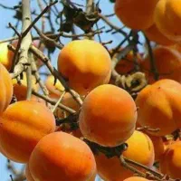 پیش فروش نهال خرمالو سیبی باشرایط چک