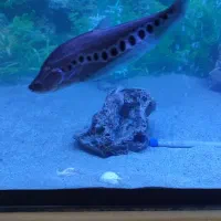 ماهی آکواریوم|ماهی|کازرون, |دیوار