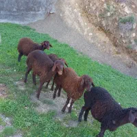 ۵ راس بره نر و ماده قزل افشار اصلی برای داشتی