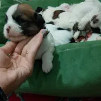 شیتزو سوپر فلت|سگ|تربت‌حیدریه, اندیشه|دیوار