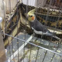 عروس هلندی سالم|پرنده|بناب, |دیوار