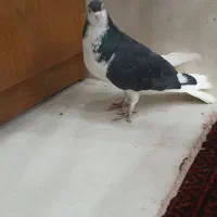 کفتر چپ|پرنده|سنندج, |دیوار