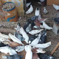 کبوترپرشی تهران وکاشان|پرنده|پرهسر, |دیوار