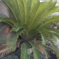 سیکاس