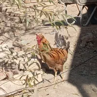 خروس زیبا و بزرگ کاکلی