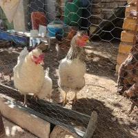 ۱۰ عدد مرغ بومی تخم گذار
