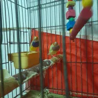 فنچ گلدین  مولد