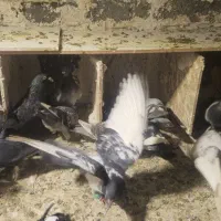 ۲۵ تا مخلوط|پرنده|مشهد, محمدآباد|دیوار