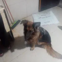 سگ شناسنامه دار ماده ۲ساله اجتماعی|سگ|خرمشهر, |دیوار