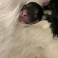 توله سگ نژاد داراصیل وارداتی|سگ|تهران, منیریه|دیوار