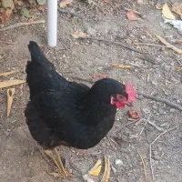 مرغ تخم گذار سیاه